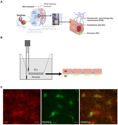 Human blood-labyrinth barrier model to study the effects of cytokines and inflammation